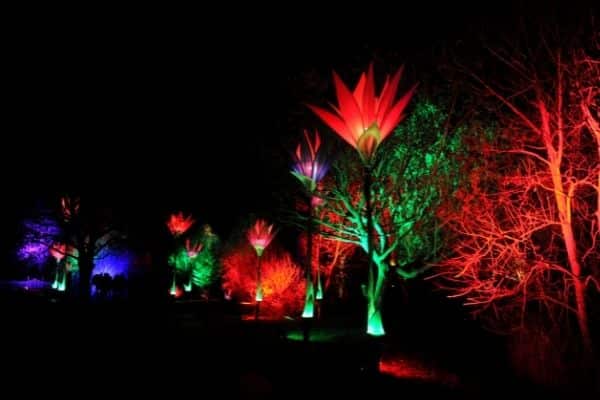 giant illuminated flower installations.