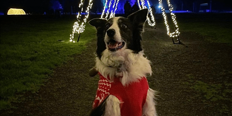 Dog with clearance lights